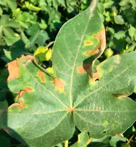 Verticillium Wilt: One of the major fungal diseases in cotton