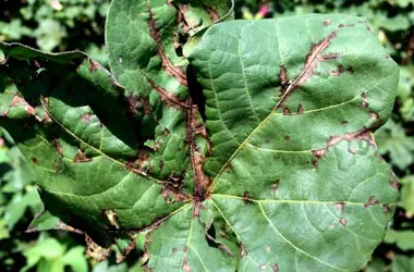 Vein banding due to Bacterial Blight in Cotton