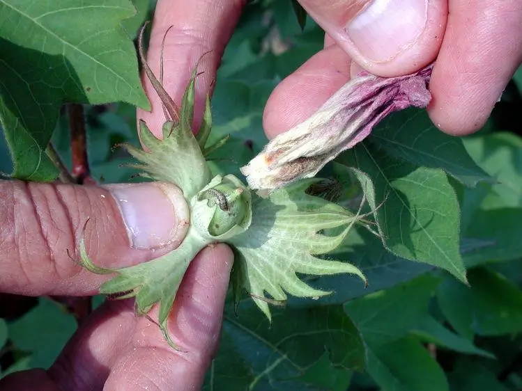 Spotted Bollworm infested flared square of cotton