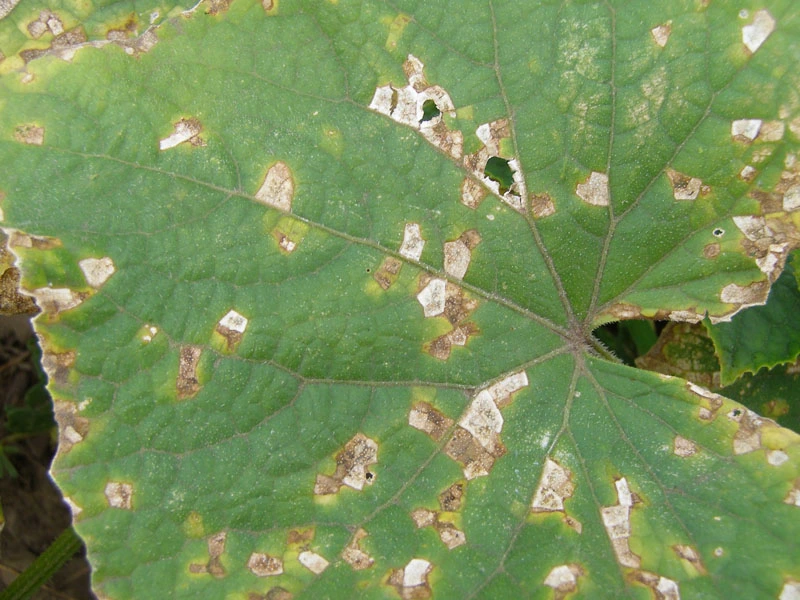 The angled lesions of angular leaf spot