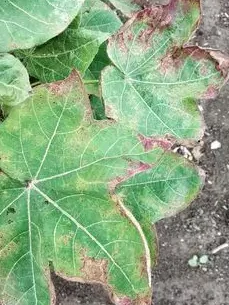 Sucking pests in cotton: Leafhopper symptoms