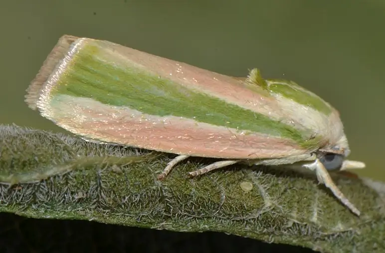 Spotted Bollworm: Earias vitella adult