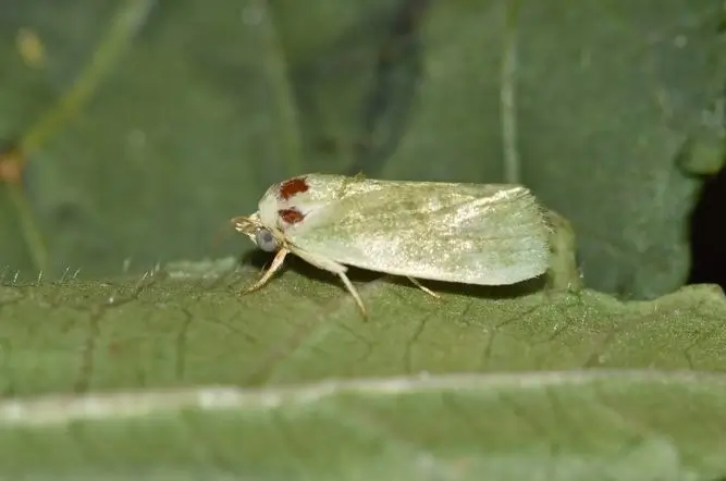 Spotted Bollworm: Earias insulana adult