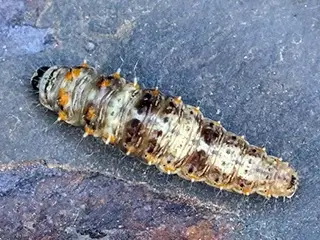 Earias insulana larva