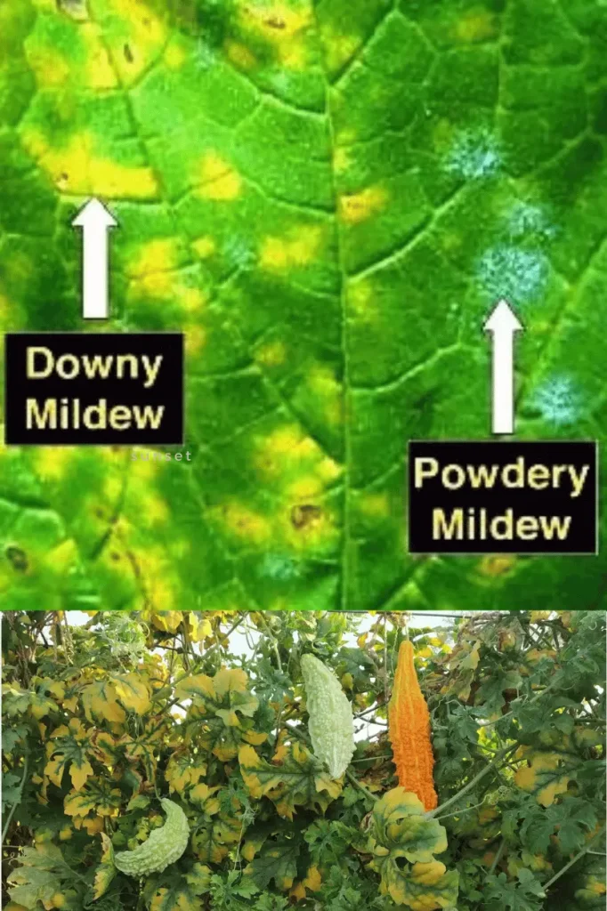 Downy Mildew v/s Powdery Mildew