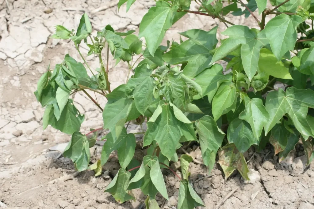 Fusarium Wilt: One of the major fungal diseases in cotton