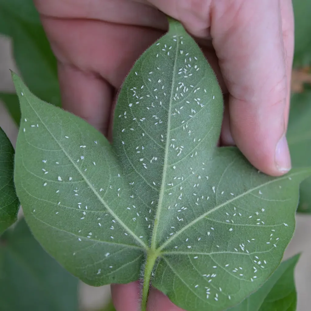 Whiteflies: Sucking pests in cotton