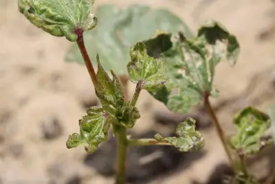 Curling of leaves due to sucking pests in cotton