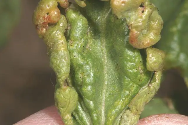 Cotton leaf damaged due to sucking pests in cotton