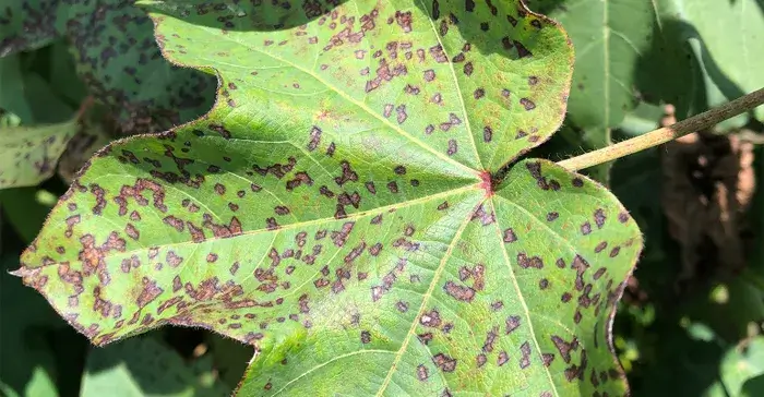 Angular Leaf Spot in Cotton (Bacterial Blight in Cotton)