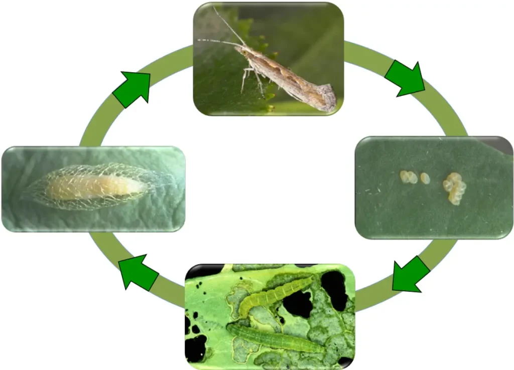 Life cycle of DBM