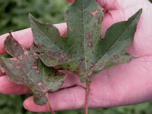 Brown Spots on Cotton Leaves Due to Foliar Disease