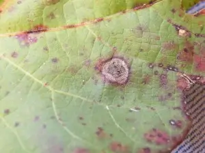 Alternaria (Foliar Disease) Spots on Cotton Leaves