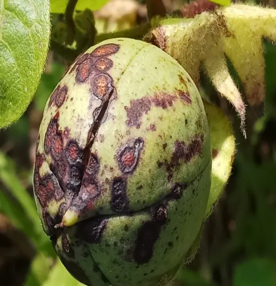 Anthracnose Symptoms on Bolls