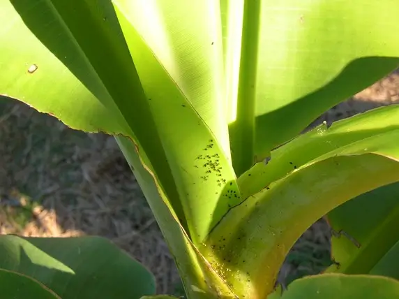 Banana aphids