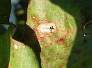 Cercospora (Foliar Disease in Cotton) Spots on Cotton Leaves