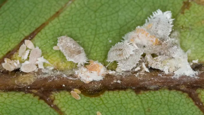 Citrus Mealybugs: serious sap-sucking pests in citrus