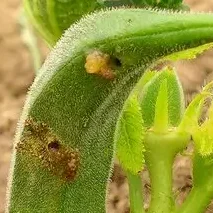 Bore holes on Okra Due to Borer Attack