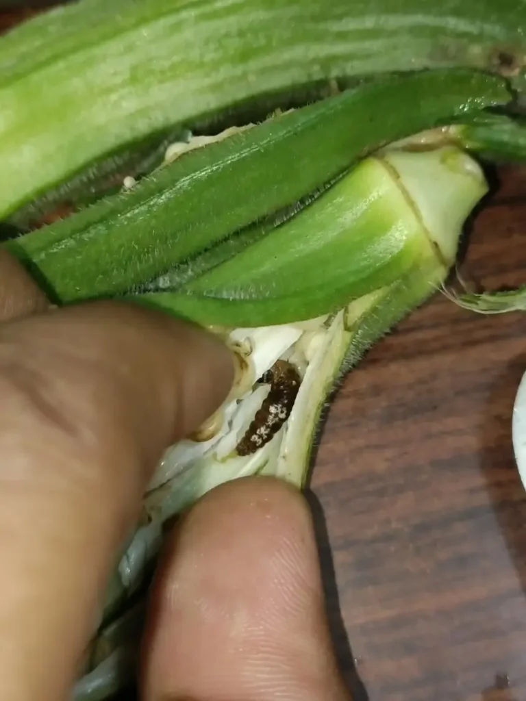 Shoot and Fruit Borer in Okra