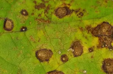 Concentric Rings on Cotton Leaves