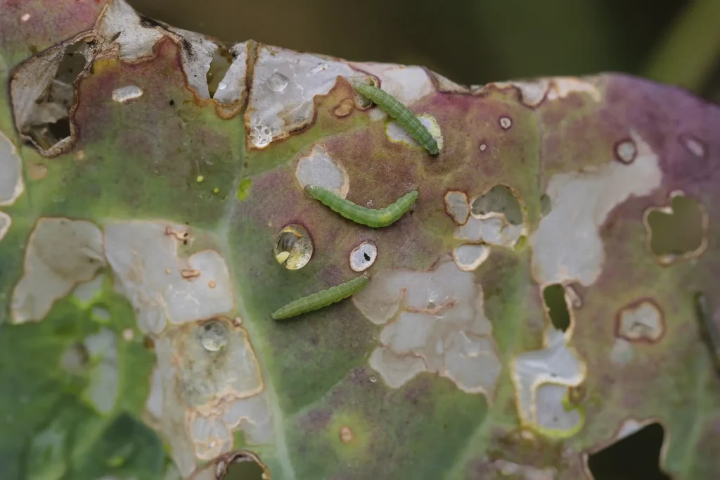 Whitish Patches Due to DBM Damage in Cole Crops 