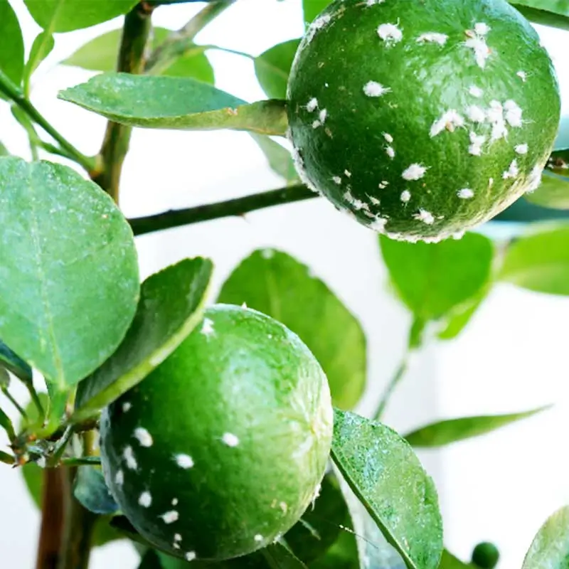 Mealybugs on Citrus Fruits