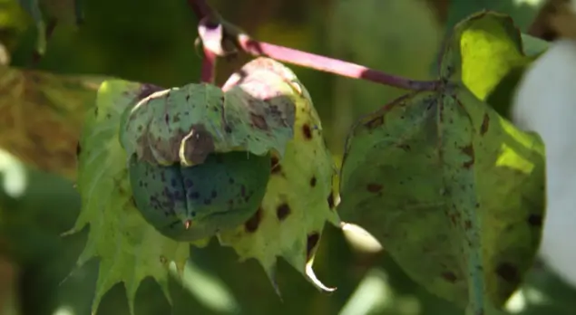 Spots on Bolls Due to Alternaria Disease