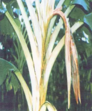 Leaf orientation like “Traveller’s palm” in Nendran