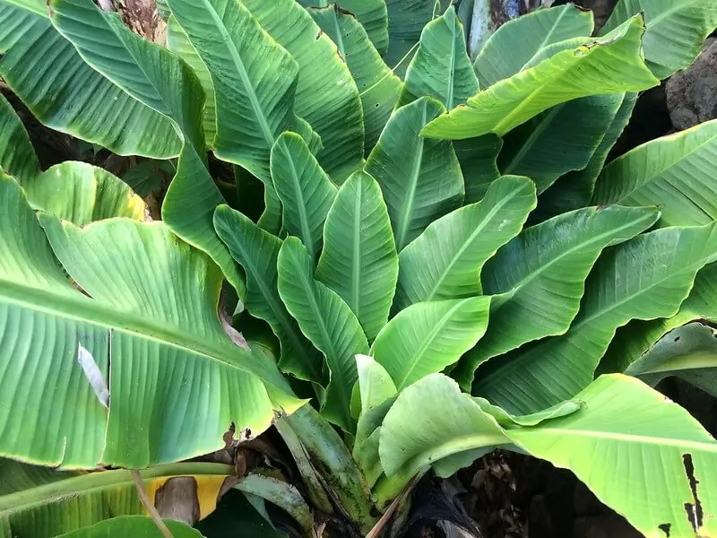 Bunched appearance in banana plants caused by BBTV caused by banana aphids