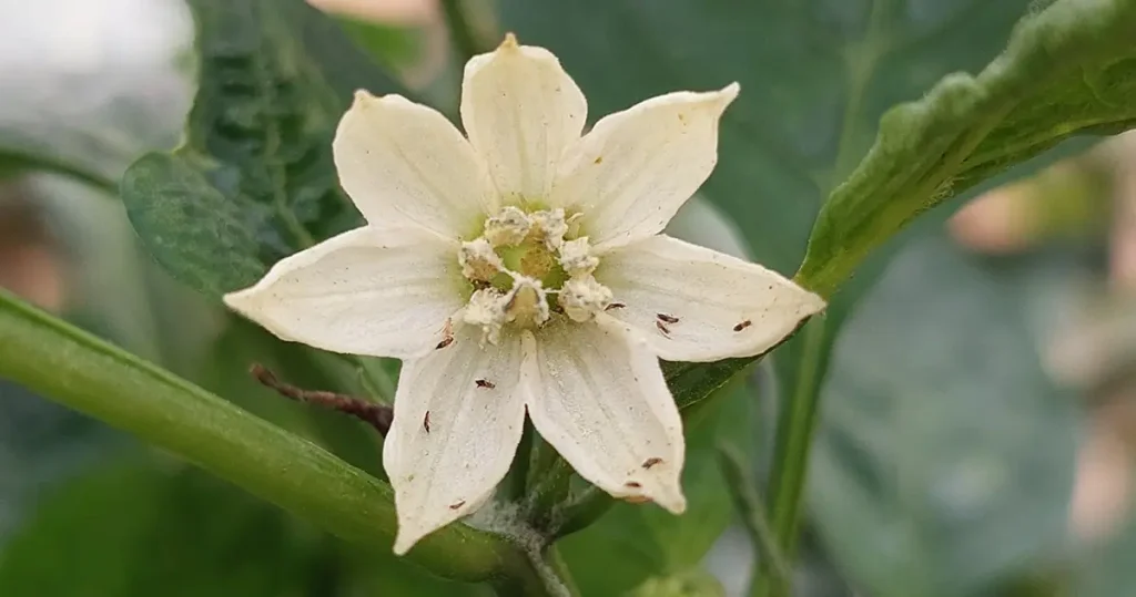 Chilli Thrips on Flower