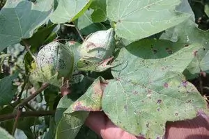 Spots on Leaves and Bolls