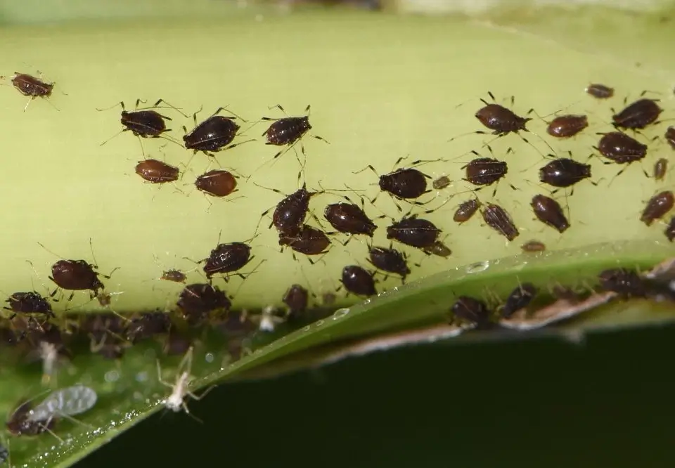 Banana Aphids