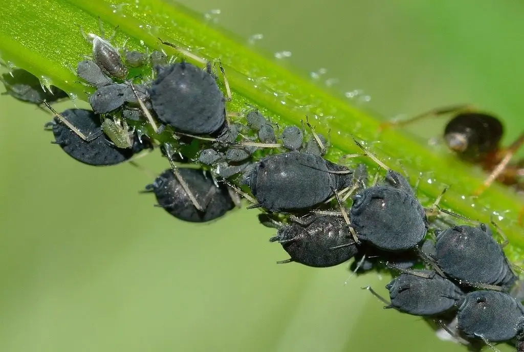 Black Citrus Aphid