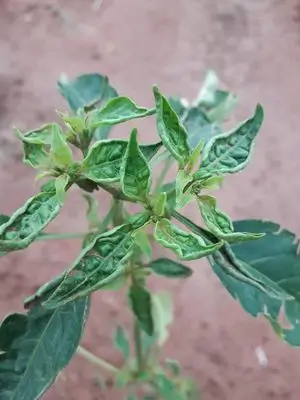 Curling of Leaves Due to Chilli Thrips Infestation