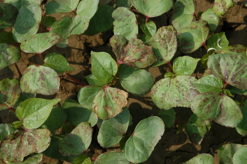 Anthracnose Symptoms on Cotton Seedlings