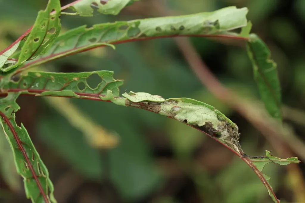 Leaf roller Symptoms in Okra