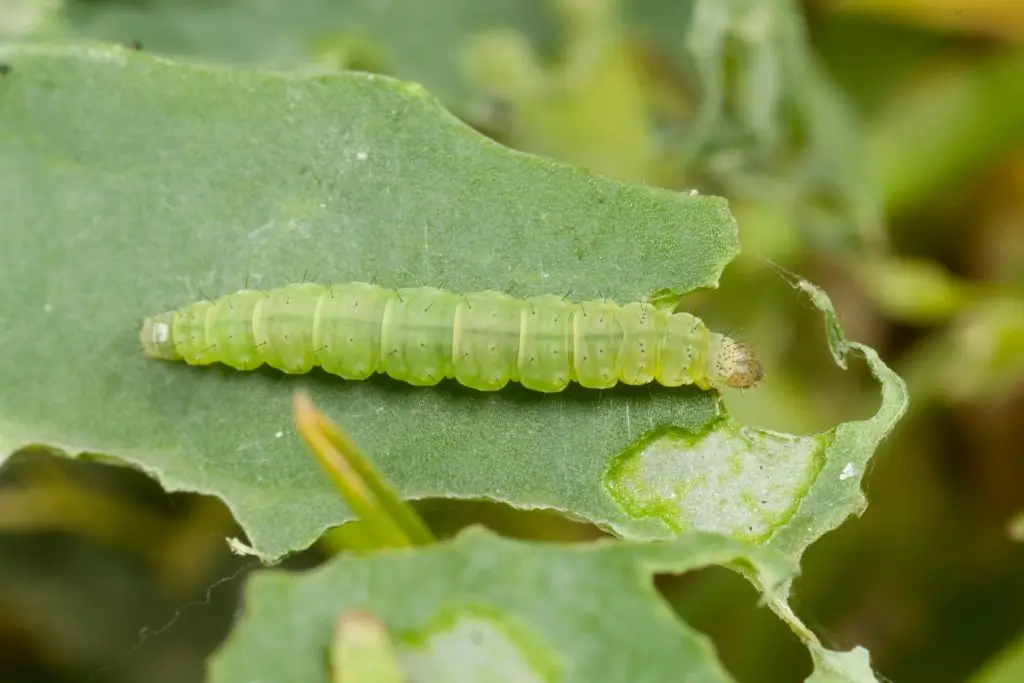 DBM larva attacking cole crops