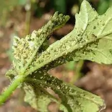 Aphids Found in the Underside of the Okra Leaves