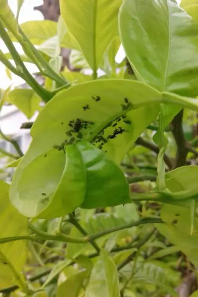 Citrus Aphids: Important sap-sucking pests in citrus