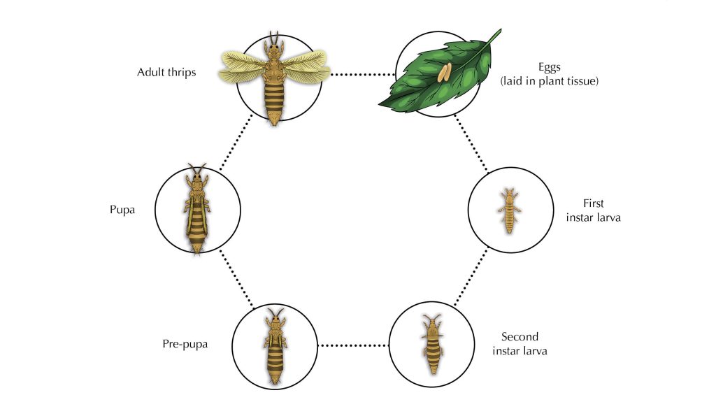 Life Cycle of Chilli Thrips