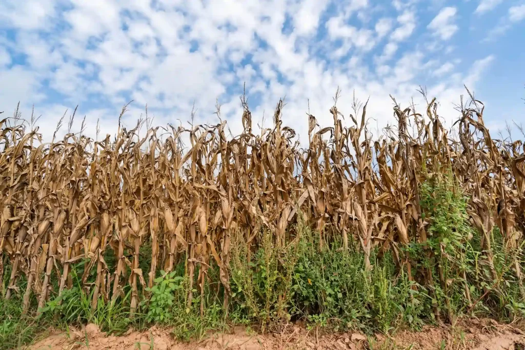 Weeds in the Farm