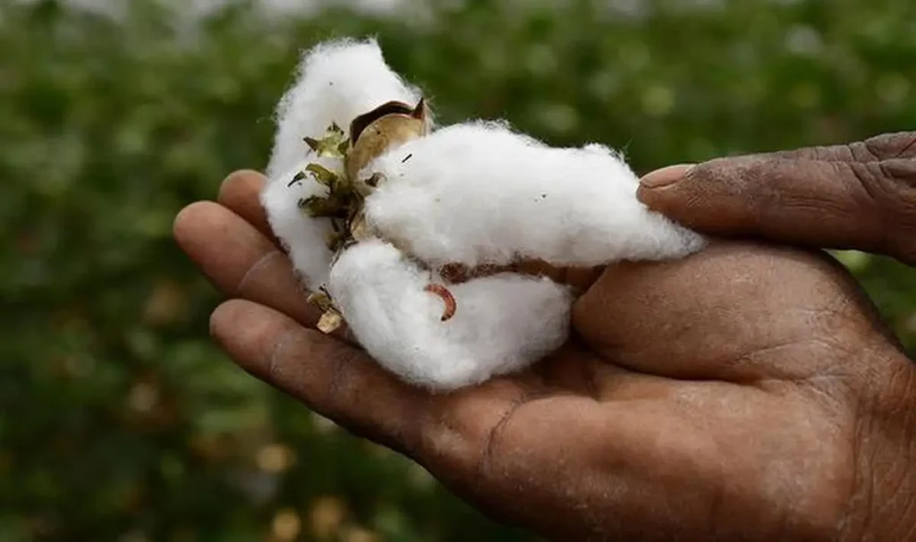 Bollworm: Cotton