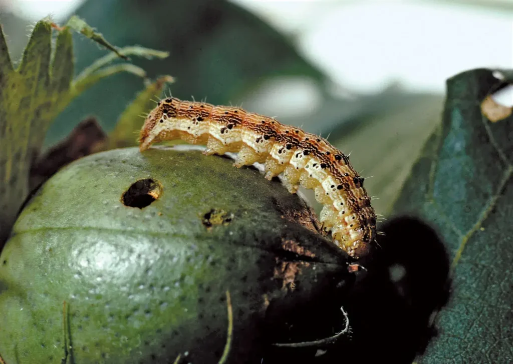 Cotton Bollworm Attack: one of the serious crop pests