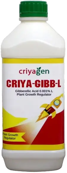 Criya Gibb L