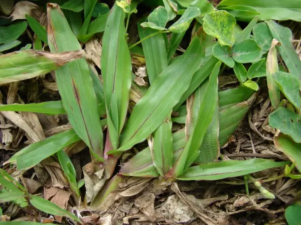 Weeds controlled by glyphosate herbicide