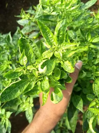 Chilli Thrips Symptoms