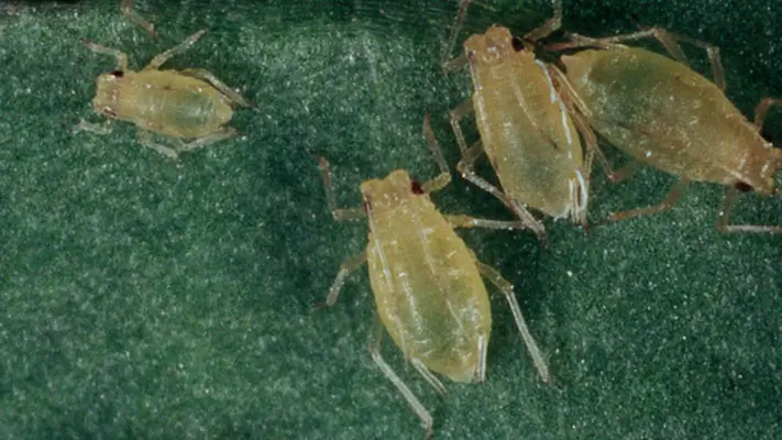 Cotton Aphids