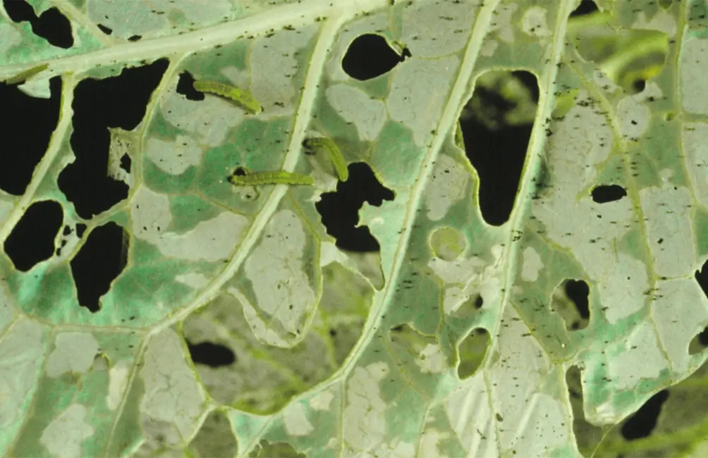 DBM Damage in Cabbage: one of the serious crop pests