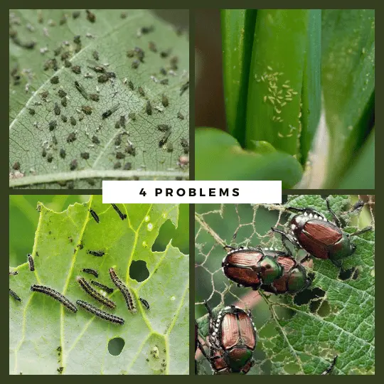 Aphids, Thrips, Caterpillars & Beetles